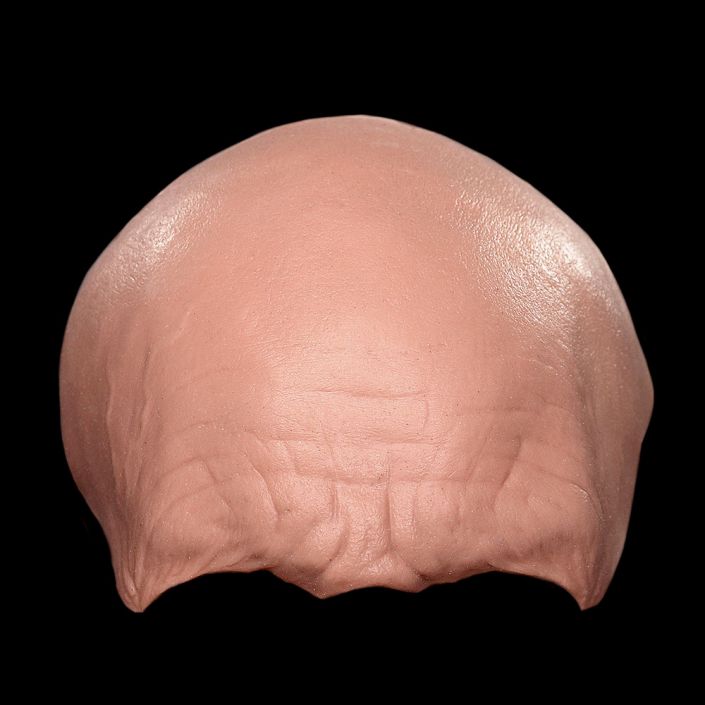 FH2 - Old Age Forehead Male