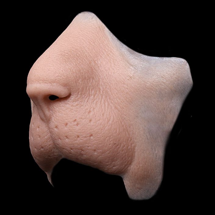 LF1 - Lion Snout Female - Image 2