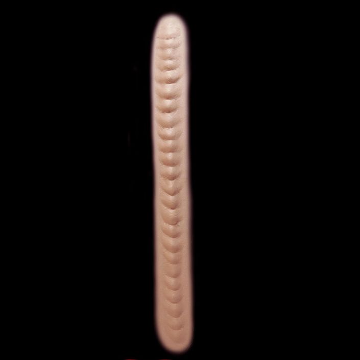 MS1 - Monster Spine Large