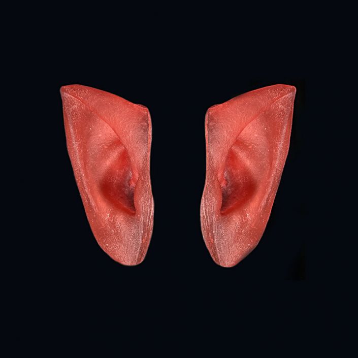 FE1 - Fairy Ears - Image 2